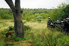 leopards gomo gomo IMG_5132a scan586.jpg